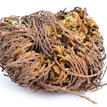3 Jericho Flower Rose of Jericho, Resurrection Flower, Whole Dried Herb - Seed World