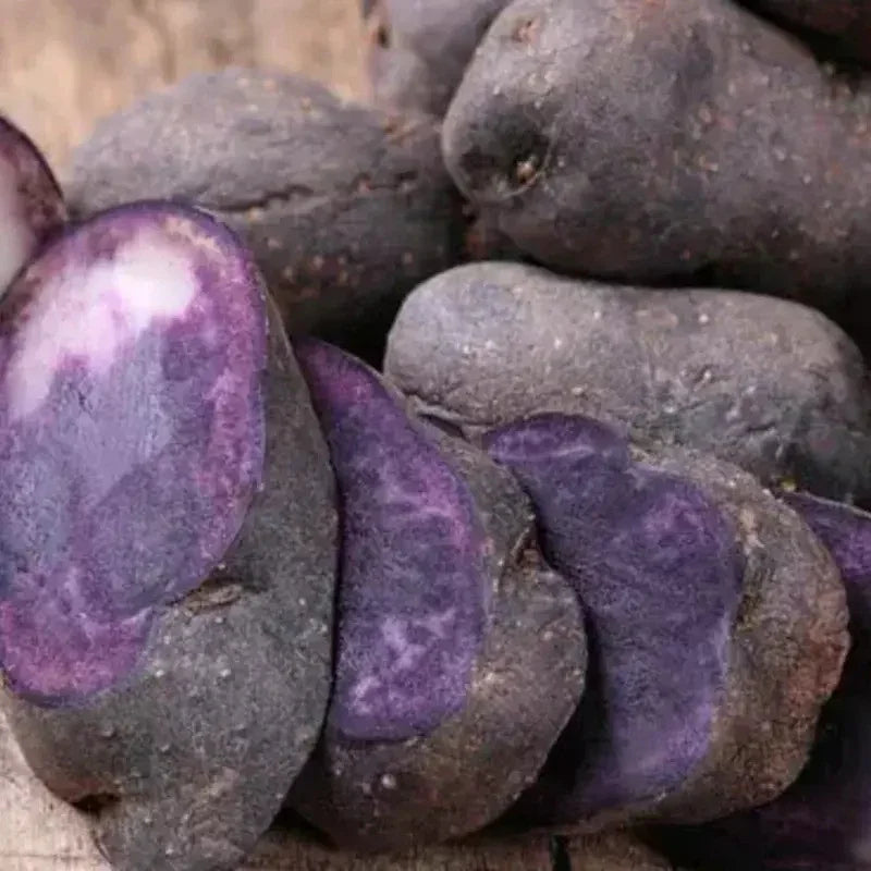 3 Lbs Blue Potato Seeds - Ready To Grow - Seed World
