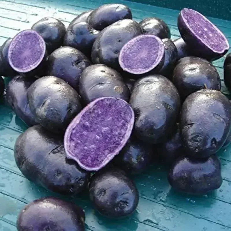 3 Lbs Blue Potato Seeds - Ready To Grow - Seed World