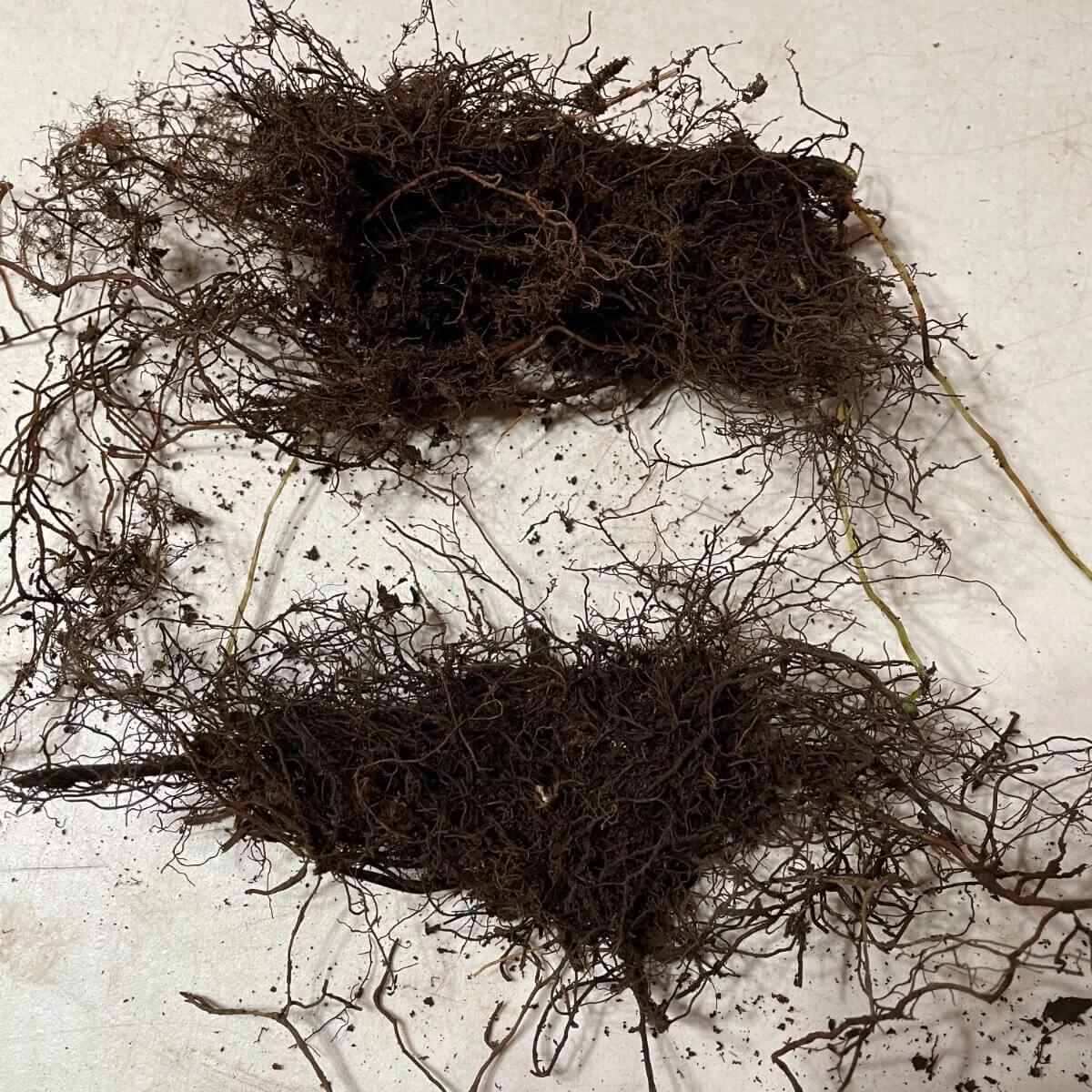 3 New York Fern (Thelypteris Noveboracensis) - Bare Root - Seed World