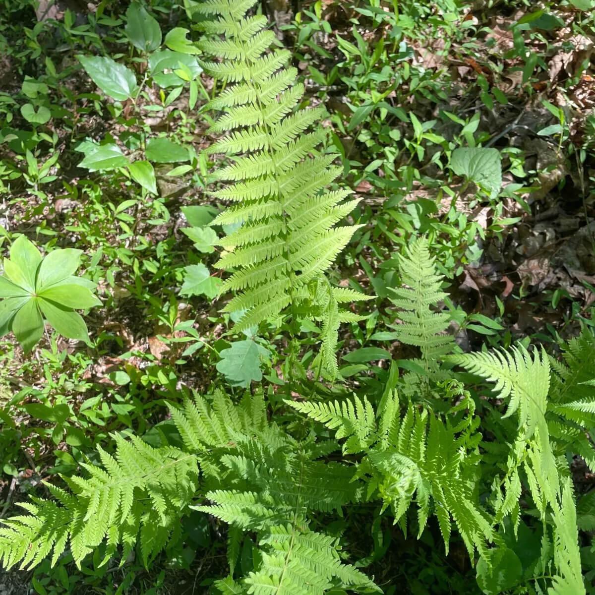 3 New York Fern (Thelypteris Noveboracensis) - Bare Root - Seed World