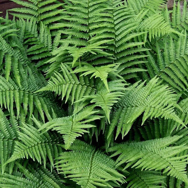 3 New York Fern (Thelypteris Noveboracensis) - Bare Root - Seed World