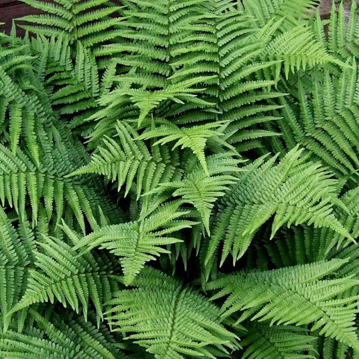 3 New York Fern (Thelypteris Noveboracensis) - Bare Root - Seed World