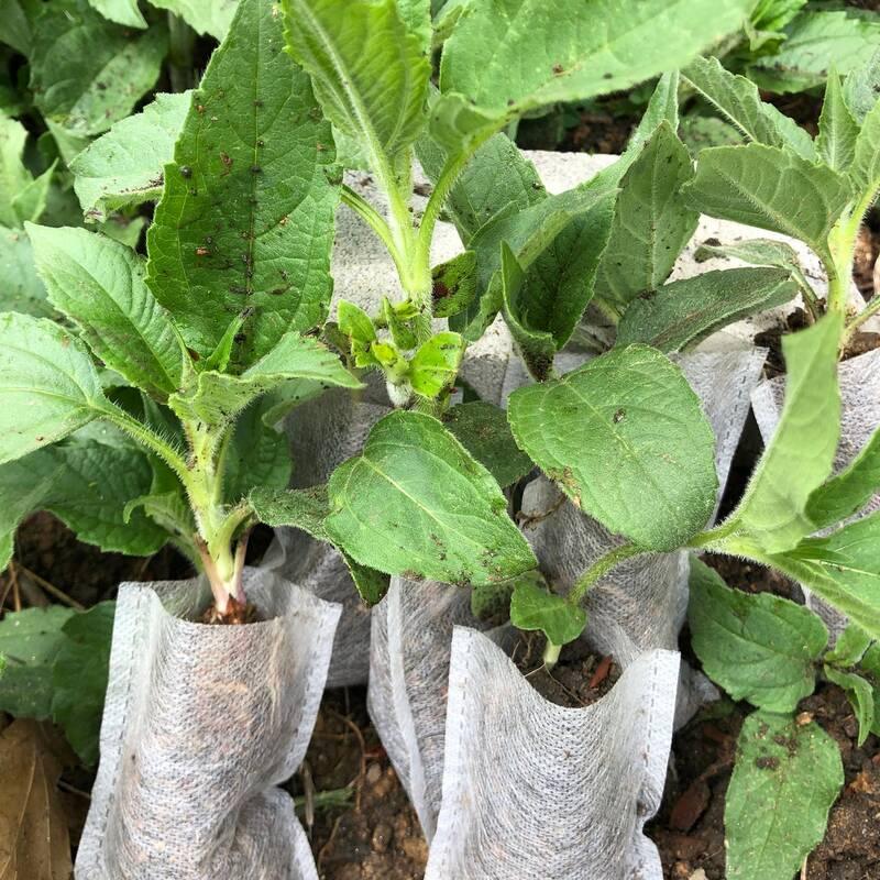 3 Organic Sprouted Jerusalem Artichoke – Ready-to-Plant - Seed World