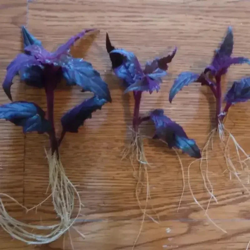 3 Purple Passion Velvet Plant - Small Starter (Live Gynura Aurantiaca) - Seed World