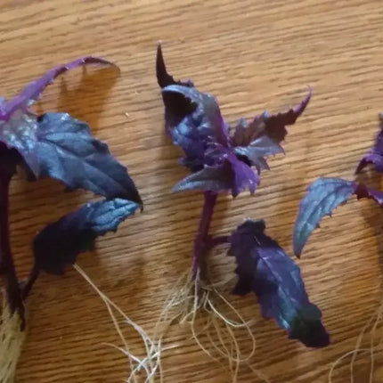 3 Purple Passion Velvet Plant - Small Starter (Live Gynura Aurantiaca) - Seed World