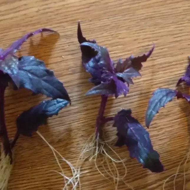 3 Purple Passion Velvet Plant - Small Starter (Live Gynura Aurantiaca) - Seed World