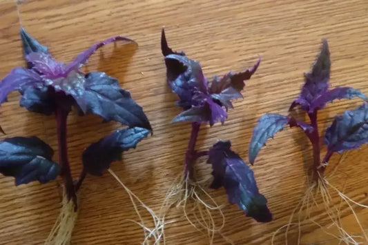 3 Purple Passion Velvet Plant - Small Starter (Live Gynura Aurantiaca) - Seed World