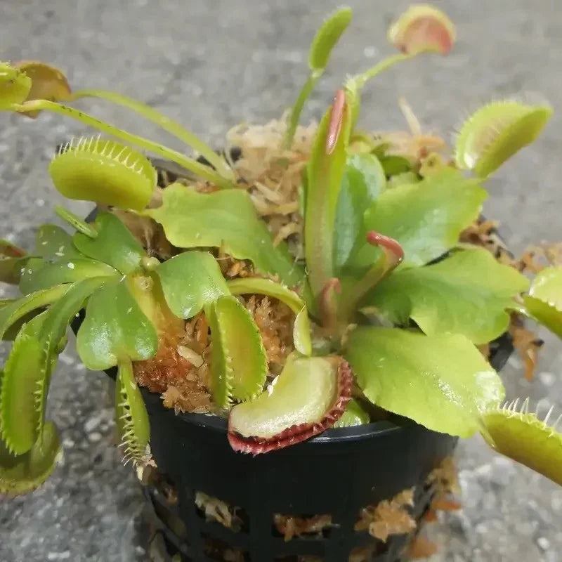3 Small Live Venus Flytrap Plants – Dionaea muscipula - Seed World