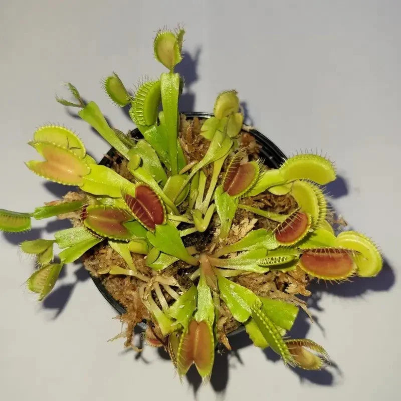 3 Small Live Venus Flytrap Plants – Dionaea muscipula - Seed World