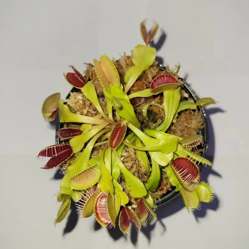 3 Small Live Venus Flytrap Plants – Dionaea muscipula - Seed World