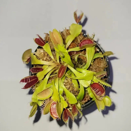 3 Small Live Venus Flytrap Plants – Dionaea muscipula - Seed World