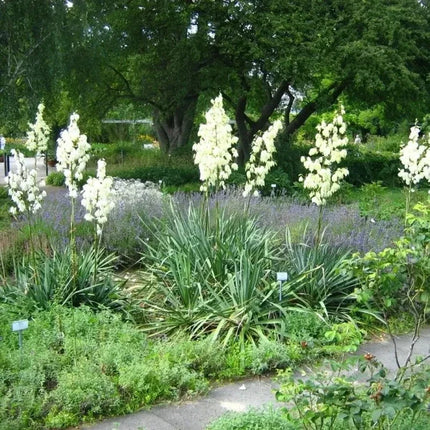 30 Adams Needle Yucca Seeds - Seed World