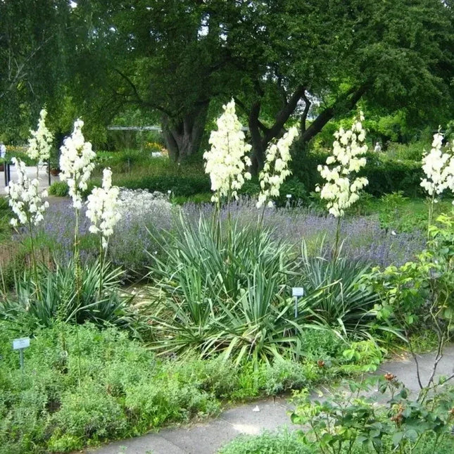 30 Adams Needle Yucca Seeds - Seed World