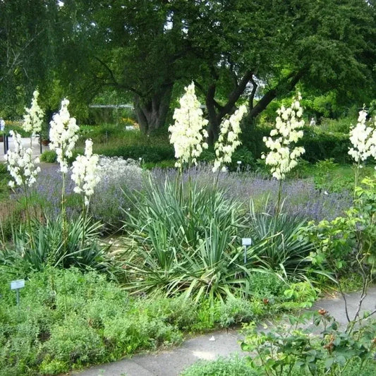 30 Adams Needle Yucca Seeds - Seed World