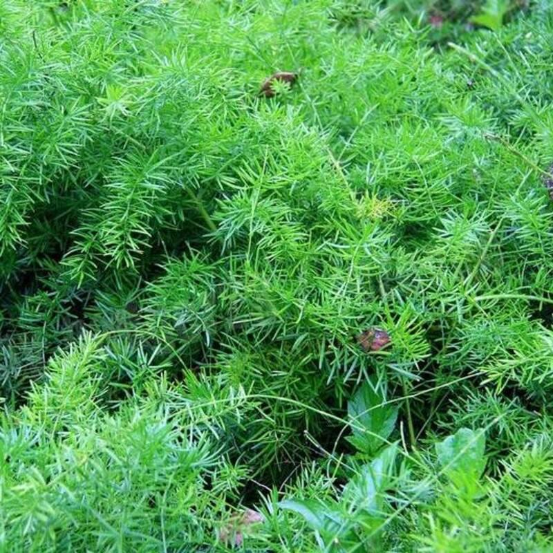 30 Asparagus Fern Seeds (Asparagus sprengeri) – Trailing Ornamental - Seed World