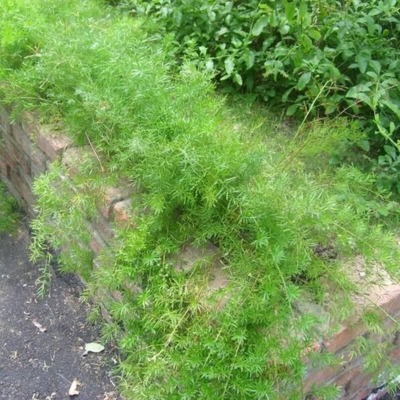 30 Asparagus Fern Seeds (Asparagus sprengeri) – Trailing Ornamental - Seed World