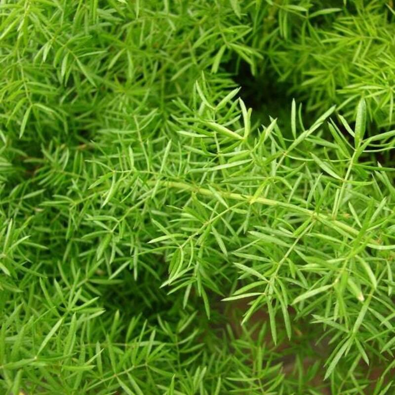 30 Asparagus Fern Seeds (Asparagus sprengeri) – Trailing Ornamental - Seed World