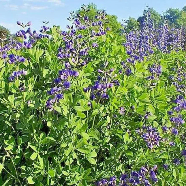 30 Blue False Indigo Baptisia Australis Seeds - Seed World