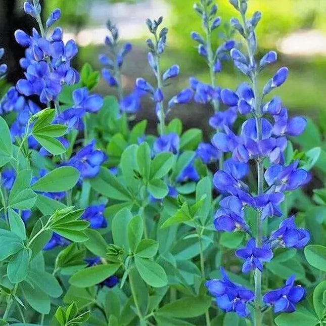 30 Blue False Indigo Baptisia Australis Seeds - Seed World