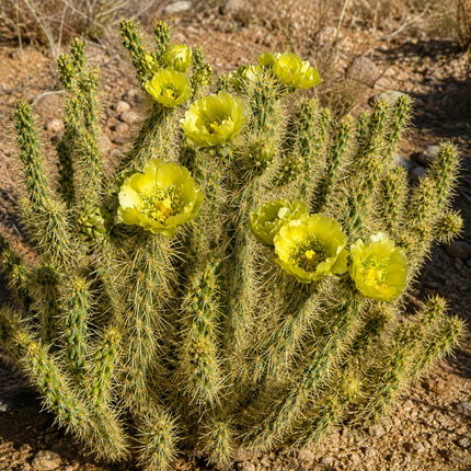 30 Buckhorn Cholla Cactus Seeds