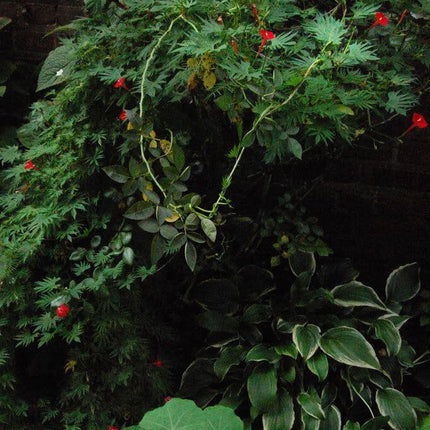 30 Cardinal Climber Vine Seeds - Seed World