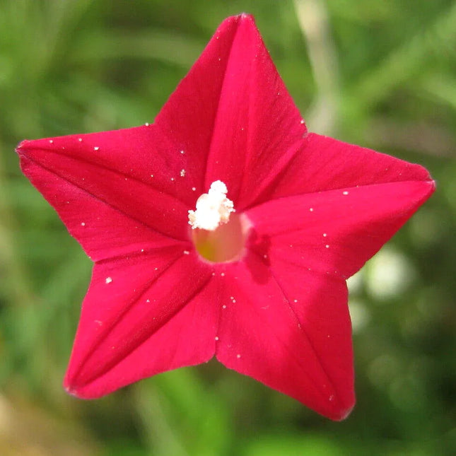 30 Cardinal Climber Vine Seeds - Seed World