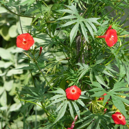 30 Cardinal Climber Vine Seeds - Seed World