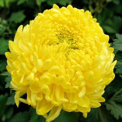 Double Yellow Peony Aster-Type Seeds – product image 1