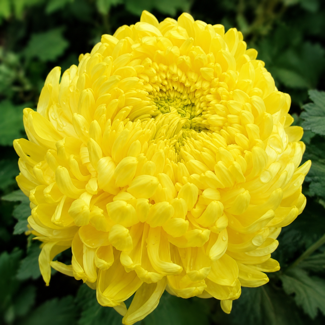 Double Yellow Peony Aster-Type Seeds – product image 1