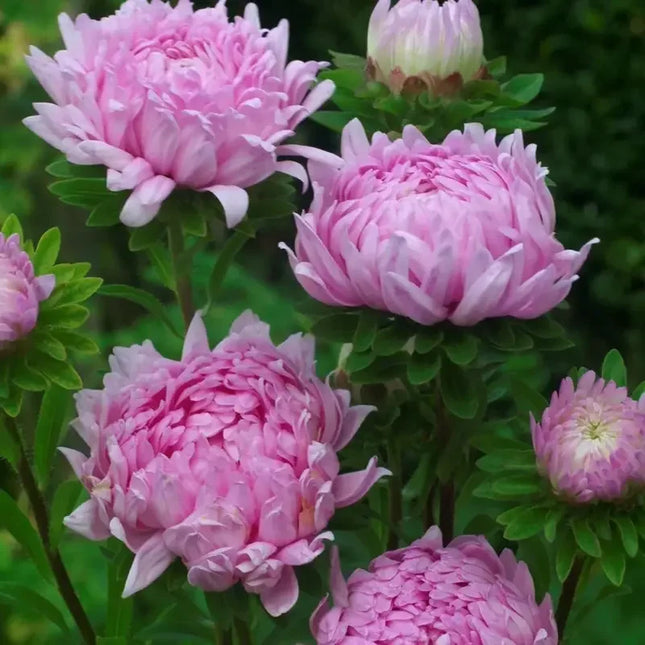 30 Duchess Coral Paeony Aster Seeds - Seed World