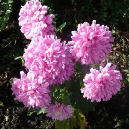 30 Duchess Coral Paeony Aster Seeds - Seed World