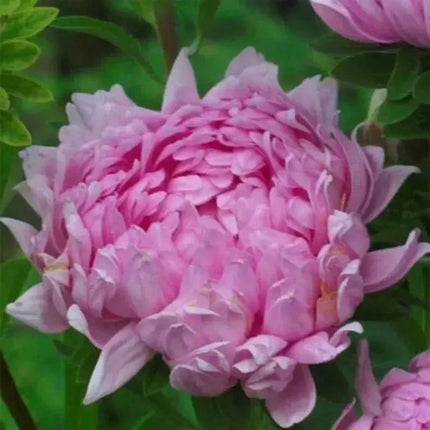 30 Duchess Coral Paeony Aster Seeds - Seed World