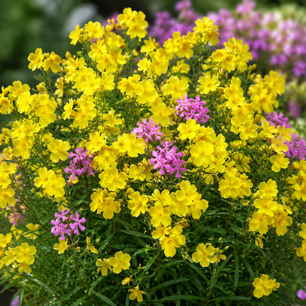 30 Fragrant Yellow Phlox Flower Seeds