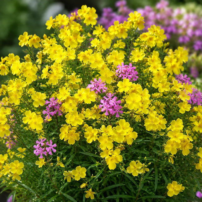 30 Fragrant Yellow Phlox Flower Seeds