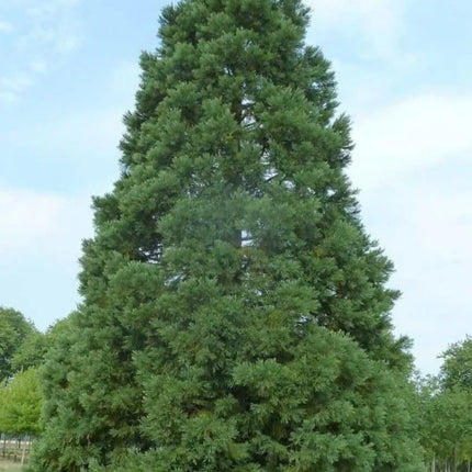 30 Giant Sequoia (Sequoiadendron Giganteum) Seeds - Seed World