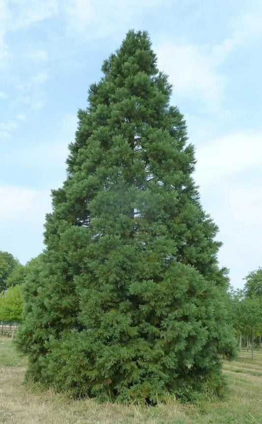 30 Giant Sequoia (Sequoiadendron Giganteum) Seeds - Seed World