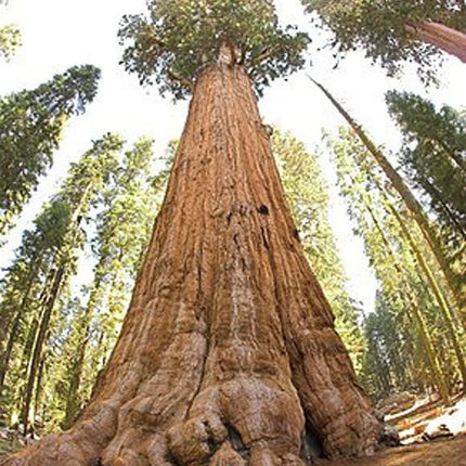 30 Giant Sequoia (Sequoiadendron Giganteum) Seeds - Seed World