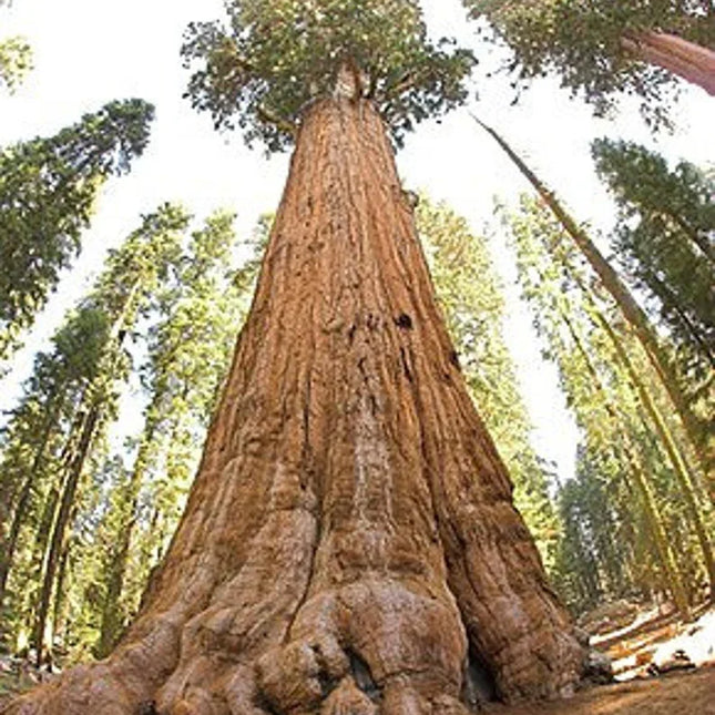 30 Giant Sequoia (Sequoiadendron Giganteum) Seeds - Seed World