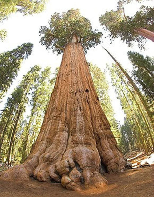 30 Giant Sequoia (Sequoiadendron Giganteum) Seeds - Seed World