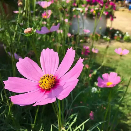 30 Gloria Cosmos Seeds | Non-GMO - Seed World