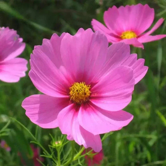 30 Gloria Cosmos Seeds | Non-GMO - Seed World