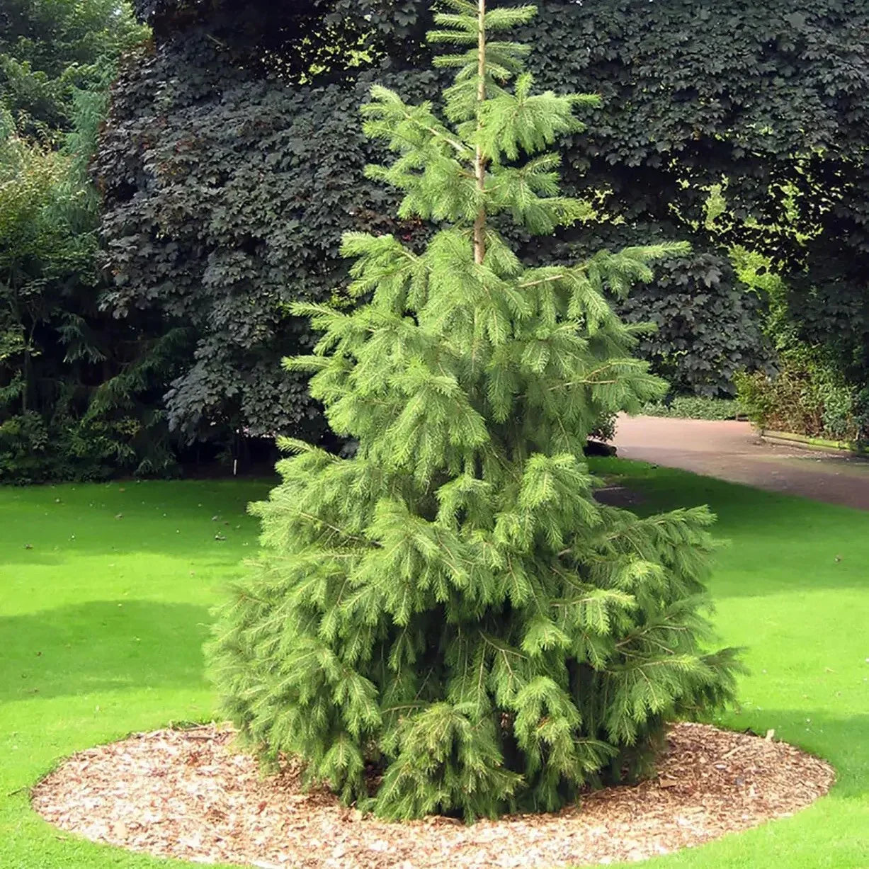 30 Himalayan Spruce Tree Seeds - Seed World