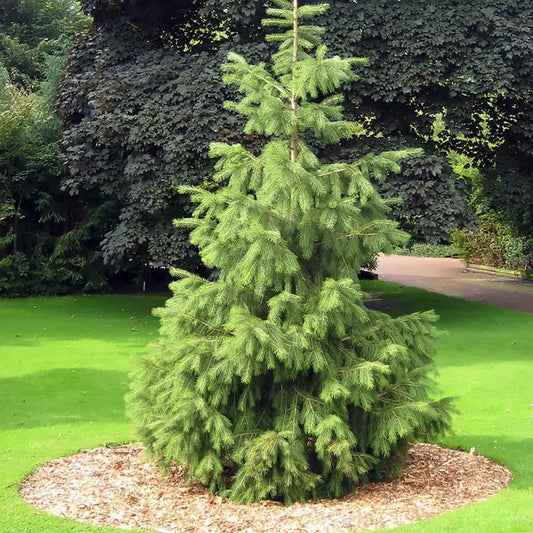 30 Himalayan Spruce Tree Seeds - Seed World