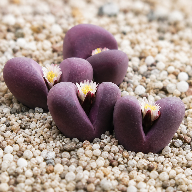 30 Lithops Optica Rubra Rare Seeds