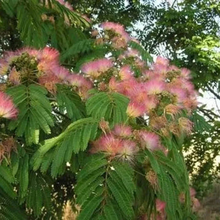 30 Mimosa Silk Tree Seeds - Seed World