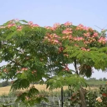 30 Mimosa Silk Tree Seeds - Seed World