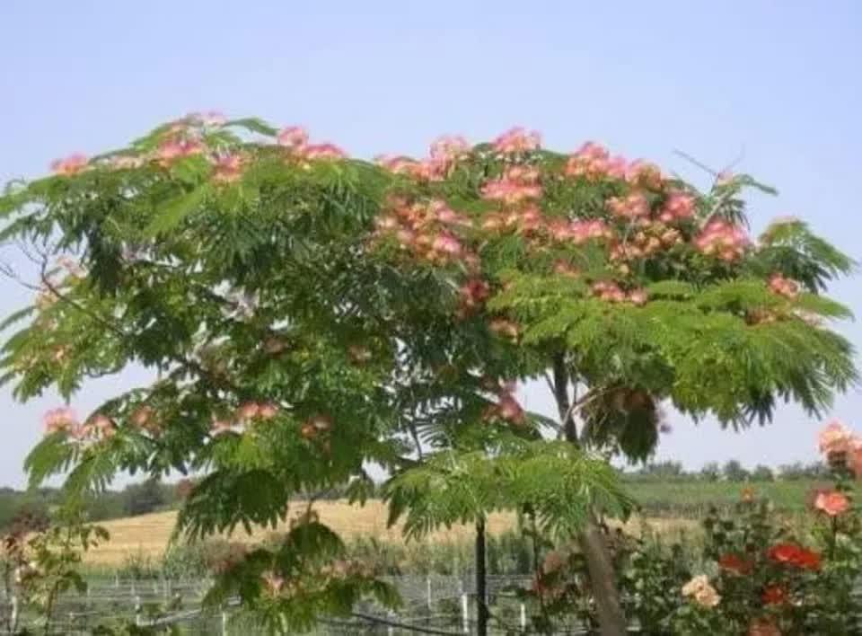 30 Mimosa Silk Tree Seeds - Seed World