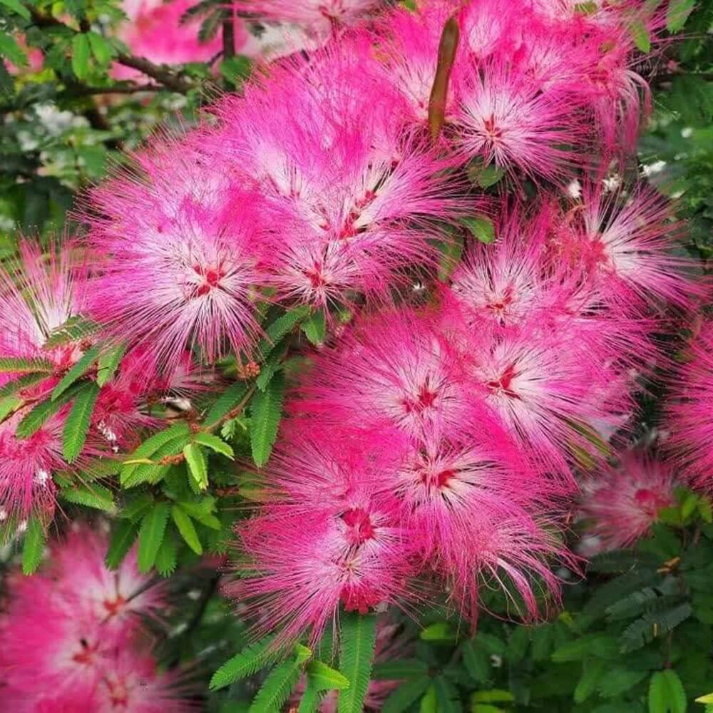 30 Mimosa Silk Tree Seeds - Seed World