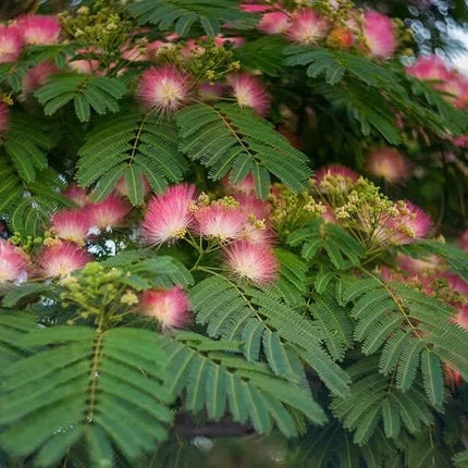 30 Mimosa Silk Tree Seeds - Seed World
